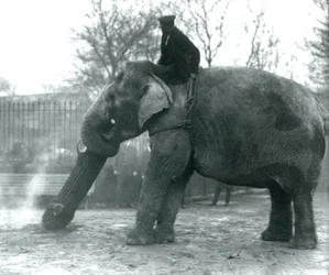 Female Asian Elephant, Indiarani, moving timber with her trunk while her keeper sits on her back directing her, London Zoo, 1925