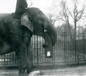 Female Asian Elephant, Indiarani, Moving Timber with Her Trunk, While Her Keeper Sits on Her Back Directing Her, London Zoo, 1925