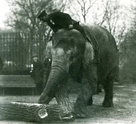 Female Asian Elephant, Indiarani, moving timber with her trunk, while her keeper sits on her back directing her, London Zoo, 1925
