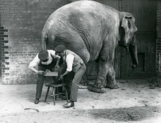 Female Asiatic Elephant Sundermalah Having Her Feet Trimmed by Her Keepers at London Zoo, August 1926
