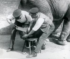 Female Asiatic Elephant Sundermalah Having Her Feet Trimmed by Her Keepers at London Zoo, August 1926