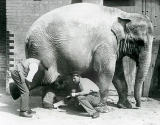 Female Asiatic Elephant Sundermalah Having Her Feet Trimmed by Her Keepers at London Zoo, August 1926