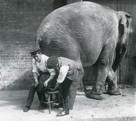 Female Asiatic Elephant Having Her Feet Trimmed by Her Keepers at London Zoo, August 1926