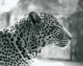 Female Leopard Daisy at London Zoo, August 1925