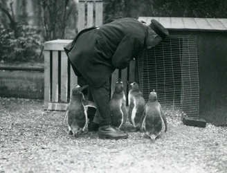 Gentoo Penguins with keeper Albert White, London Zoo
