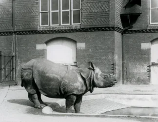 Indian Rhinoceros Felix Standing at the Edge of His Pool at London Zoo in 1927