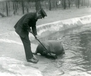 Keeper Arthur Chandler sweeping the Walrus pool, London Zoo, 1924