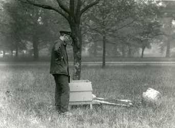 Keeper Brown Moving a Swarm of Honey Bees, London Zoo, July 1926