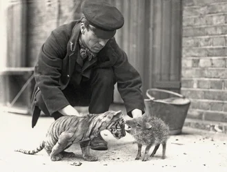 Keeper, H. Warwick, with a tiger cub and a peccary, taken at ZSL London Zoo, May 1914