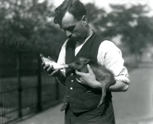 Keeper Harry Warwick Bottle Feeds a Baby Warthog at London Zoo, in August 1922