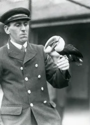 Keeper, Thomas Raggett, Holding a Red-billed Toucan with an Egg in Its Mouth at London Zoo in 1924