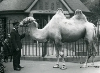 Keeper W. Styles, with a Bactrian Camel, outside the Llama House at London Zoo, July 1914