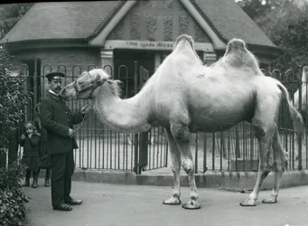 Keeper W. Styles, with a Bactrian Camel, Outside the Llama House at London Zoo, July 1914