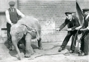 Keepers A. Church, Charles Eyles and H. Robertson trying to lead a baby Asian Elephant on a rope, London Zoo, September 1919