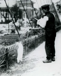 King Penguin, being given a shower, by keeper Harry Munro, with a watering can at London Zoo May 1914. Munro was killed in the First World War, having served in the army, in airships and on anti-submarine patrols