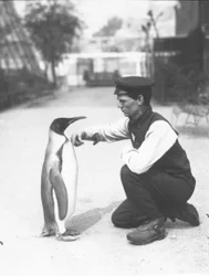 King Penguin, with Keeper Harry Munro, 1914