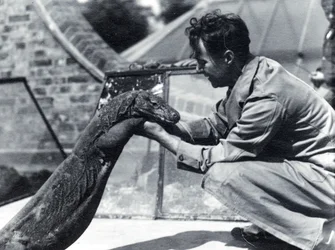 Komodo Dragon Sumbawa with Keeper H. Alec Budd, 1928