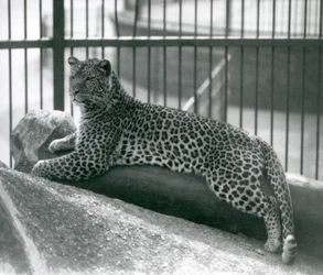 Leopard Rex lying on a log in his enclosure at London Zoo in July 1925