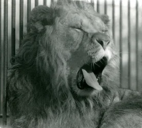 Male Lion, Abdullah, yawns in his enclosure at London Zoo in 1925