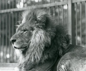 Male Lion Toto Lying in His Enclosure at London Zoo