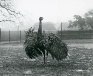 Male call display by a Greater Rhea, London Zoo
