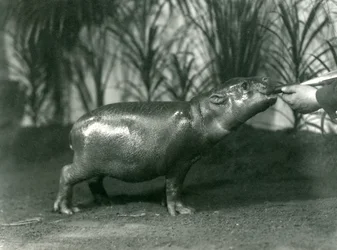 Percy, a Young Pygmy Hippopotamus Being Hand Fed at London Zoo, November 1923