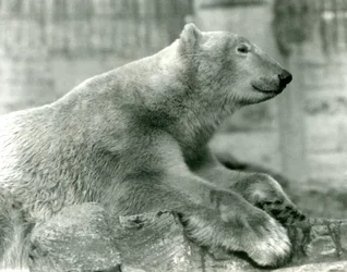 Polar Bear Sam resting on rocks at the Mappin Terraces, London Zoo, before 1930