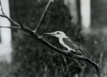 Stork-Billed Kingfisher Resting on a Branch, This Subspecies Is from the Sulu Archipelago in the Philippines, London Zoo
