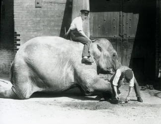 Sundermalah Having Her Front Foot Trimmed by One Keeper, with a File, as Another Sits on Her Back, London Zoo, 1926
