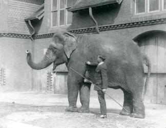 Syed Ali, training Indiarani in front of the Elephant House, London Zoo, August 1923