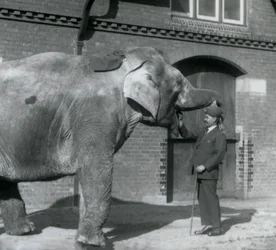 Syed Ali training Indiarani in front of the Elephant House, London Zoo, October 1925