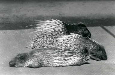 Three Cape South African Porcupines, London Zoo, 1925