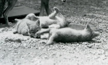 Three Coyote pups rolling on the ground, at their mother