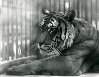 Tiger Sam at London Zoo, 1925