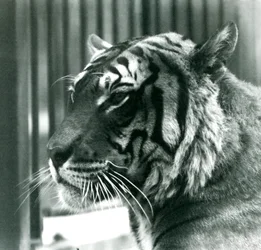 Tiger Sam at London Zoo in 1925