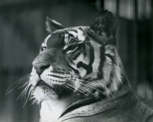Tigress Sally at London Zoo (1927)