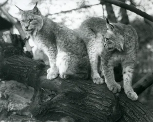 Two Northern Lynx, one sitting and one standing, on a branch, London Zoo, October 1925