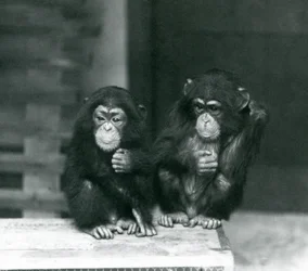 Two young Chimpanzees sitting on a wooden crate, London Zoo