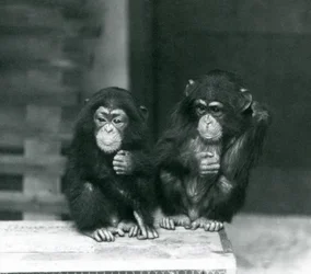 Two young Chimpanzees sitting on a wooden crate, London Zoo, 1924