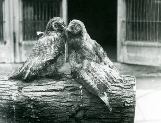 Two young Great Grey Owls, also known as the Lapland or Lapp Owl, facing each other sitting on a log, London Zoo, August 1926