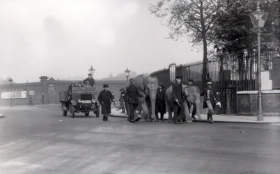 Walking a pair of elephants from the docks in 1923 to ZSL London Zoo, the last time this was ever done