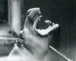 Young Hippopotamus Bobbie at London Zoo
