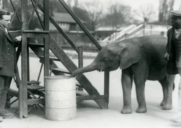 Young female African Pygmy Elephant Oojah investigating a barrel with her trunk, while her keeper and trainer look on, London Zoo, July 1925