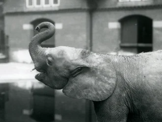 Young Female African Pygmy Elephant Oojah Raising Her Trunk at London Zoo, August 1925