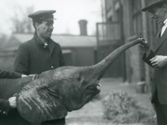 Young female African Pygmy Elephant Oojah raising her trunk for a treat at London Zoo, June 1925