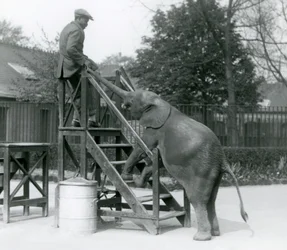 Young female African Pygmy Elephant Oojah with her front feet on the embarkation steps, reaching for her trainer with her trunk, London Zoo, June 1925