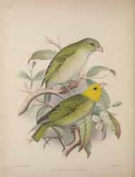 Psittirostra Psittacea, from 