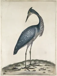 A Heron, 1789