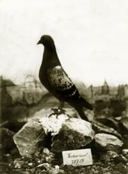 Animals during the First World War 1914-1918: The famous Vaillant pigeon