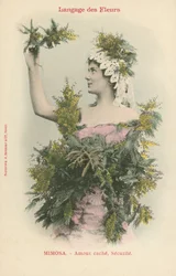 Language of Flowers, Mimosa